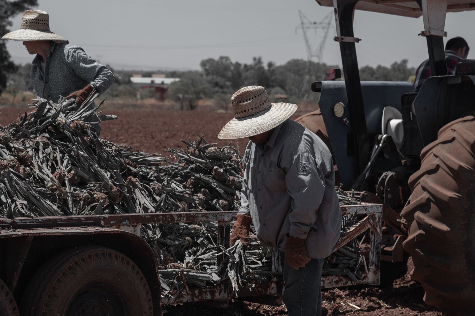 Farmers in straw hats loading harvested crops onto a trailer in a field